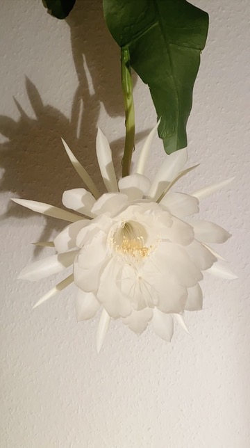 queen of the night cactus blooming Epiphyllum oxypetalum 6